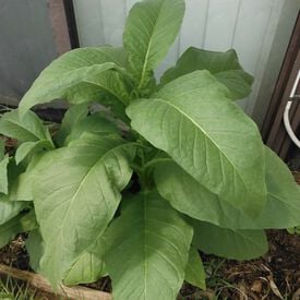 Silk Leaf, Tobacco Seed